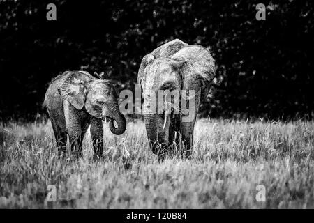 Les éléphants dans le Parc National de Loango, Gabon Banque D'Images