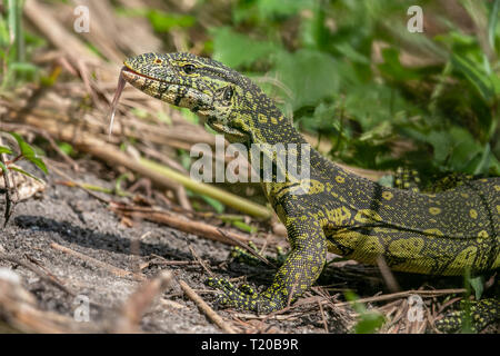 Ornate Varan, le Parc National de Loango, Gabon Banque D'Images