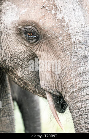 Les éléphants dans le Parc National de Loango, Gabon Banque D'Images