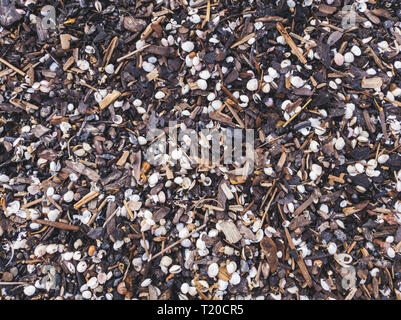 Les coquillages et les petites pièces de bois délavée sur la plage port Banque D'Images
