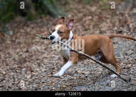 American Staffordshire Terrier puppy jouant dans la forêt. Banque D'Images