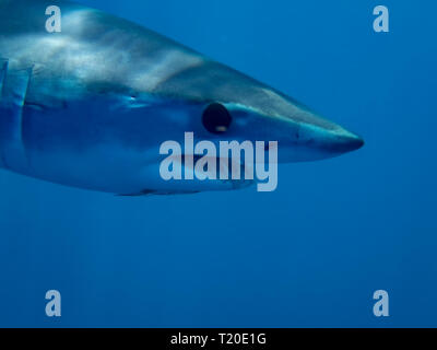 Le requin-taupe bleu (Isurus oxyrinchus) Banque D'Images