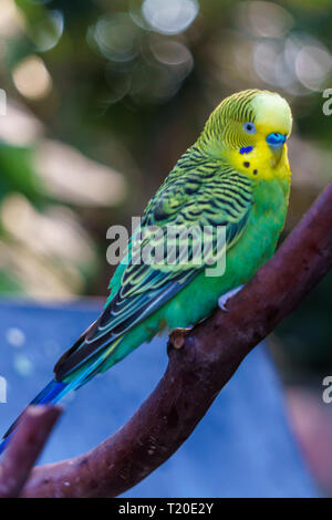 Perruche oiseau perroquet surnommée la perruche ou le parakeet (Melopsittacus undulatus) assis sur une branche. Banque D'Images