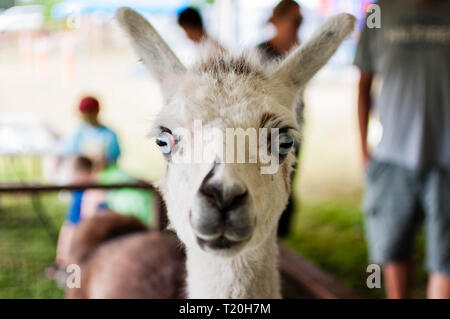 Llama à curieux Banque D'Images