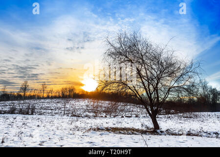 Beau coucher de soleil d'hiver, lonely tree, champ couvert de neige et ciel dramatique. Paysage d'hiver. Banque D'Images