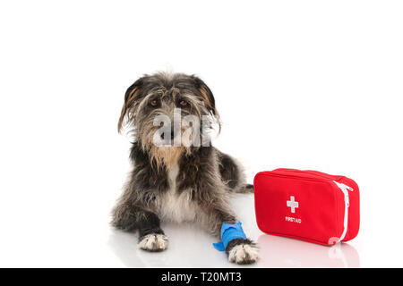 Chiens malades ou blessés. Chiot couché avec un pansement ou bandage élastique BLEU SUR PIED ET UNE TROUSSE DE SECOURS D'URGENCE OU DE PREMIÈRE. EXPRESSION DE LA DOULEUR. Isolé sur W Banque D'Images