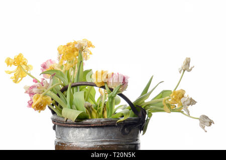 Close up blanc, rose et jaune pâle tulips isolated on white Banque D'Images