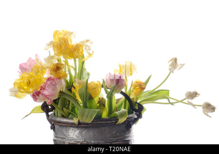Close up blanc, rose et jaune pâle tulips isolated on white Banque D'Images