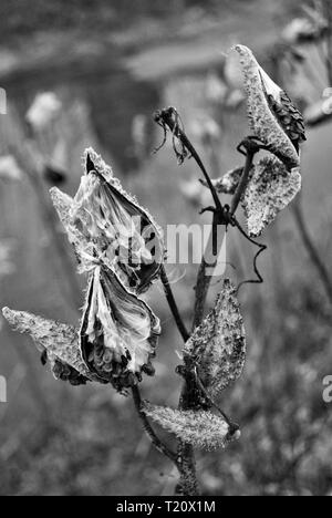 Lait noir et blanc pod de mauvaises herbes Banque D'Images