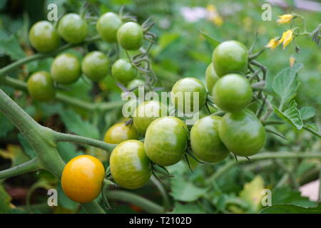 Tomates cerise sur la vigne Banque D'Images