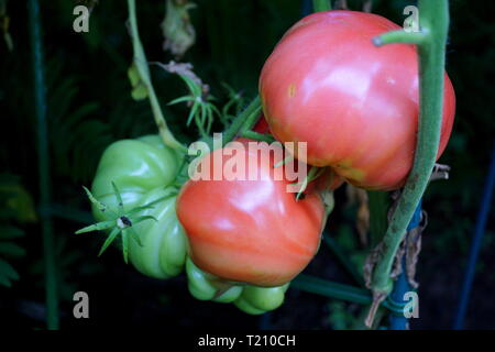 Les tomates mûres et cerneaux Heirloom sur vine Banque D'Images