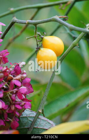 Forme de poire tomates sur la vigne Banque D'Images