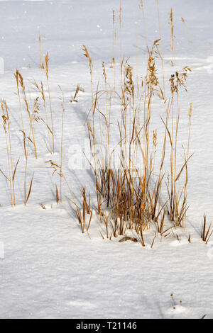 Paysage d'hiver de Whitehorse Banque D'Images