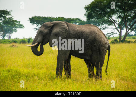 L'Afrique, l'Ouganda, l'éléphant d'Afrique, Loxodonta africana, le Queen Elisabeth National Park Banque D'Images