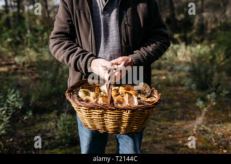 Close-up of senior man holding panier plein de champignons dans la forêt Banque D'Images