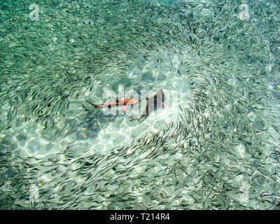 Laguna Beach, l'Océan Indien, l'embout noir Bébé requin de récif (Carcharhinus melanopterus) parmi les bancs de poissons Banque D'Images