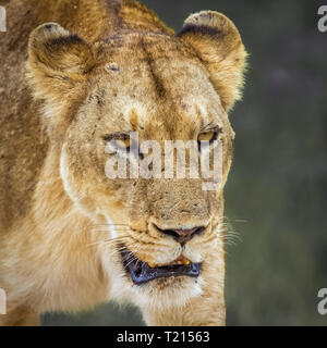 Portrait de l'Afrique lionne de Kruger National Park, Afrique du Sud ; espèce Panthera leo de la famille des Félidés Banque D'Images