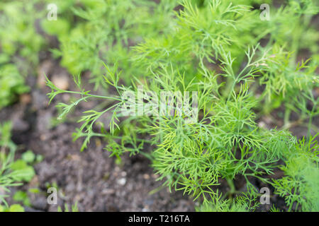 Les jeunes de l'aneth pousse dans le jardin extérieur. De plus en plus d'épices aneth en champ ouvert. Au printemps. Banque D'Images