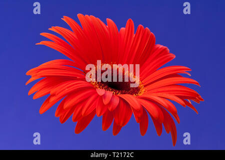 Gerbera est un genre de plantes ornementales de la famille du tournesol (Asteraceae). Banque D'Images