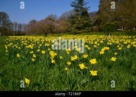 Soleil et les jonquilles dans Parc Hughenden, España Banque D'Images