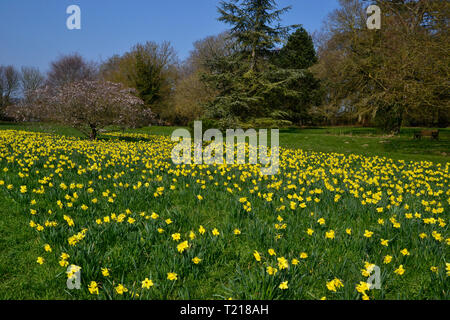 Soleil et les jonquilles dans Parc Hughenden, España Banque D'Images