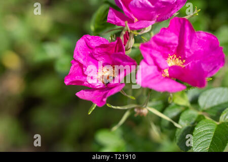 Wild Rose flower fleur pendant l'été. Banque D'Images