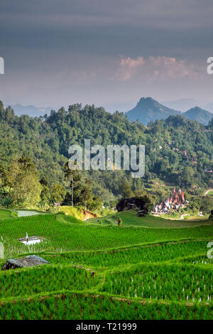 Dans les rizières en terrasses, Toraja de Sulawesi, Indonésie Banque D'Images