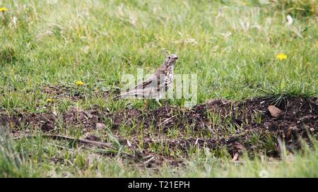 Prestatyn, Nord du Pays de Galles, Royaume-Uni. Mar 29, 2019. Un jardin bien connue et populaire dont le nombre d'oiseaux chanteurs sont en déclin au sérieux, notamment sur les terres agricoles ce qui en fait une espèce de la Liste rouge repéré en terres agricoles dans le Nord du Pays de Galles Crédit : IAN Fairbrother/Alamy Live News Banque D'Images