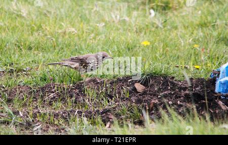 Prestatyn, Nord du Pays de Galles, Royaume-Uni. Mar 29, 2019. Un jardin bien connue et populaire dont le nombre d'oiseaux chanteurs sont en déclin au sérieux, notamment sur les terres agricoles ce qui en fait une espèce de la Liste rouge repéré en terres agricoles dans le Nord du Pays de Galles Crédit : IAN Fairbrother/Alamy Live News Banque D'Images