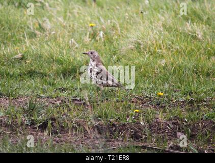 Prestatyn, Nord du Pays de Galles, Royaume-Uni. Mar 29, 2019. Un jardin bien connue et populaire dont le nombre d'oiseaux chanteurs sont en déclin au sérieux, notamment sur les terres agricoles ce qui en fait une espèce de la Liste rouge repéré en terres agricoles dans le Nord du Pays de Galles Crédit : IAN Fairbrother/Alamy Live News Banque D'Images