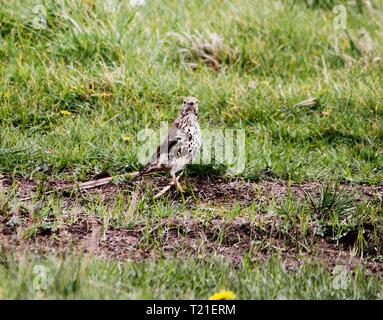 Prestatyn, Nord du Pays de Galles, Royaume-Uni. Mar 29, 2019. Un jardin bien connue et populaire dont le nombre d'oiseaux chanteurs sont en déclin au sérieux, notamment sur les terres agricoles ce qui en fait une espèce de la Liste rouge repéré en terres agricoles dans le Nord du Pays de Galles Crédit : IAN Fairbrother/Alamy Live News Banque D'Images