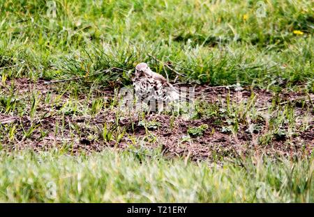 Prestatyn, Nord du Pays de Galles, Royaume-Uni. Mar 29, 2019. Un jardin bien connue et populaire dont le nombre d'oiseaux chanteurs sont en déclin au sérieux, notamment sur les terres agricoles ce qui en fait une espèce de la Liste rouge repéré en terres agricoles dans le Nord du Pays de Galles Crédit : IAN Fairbrother/Alamy Live News Banque D'Images