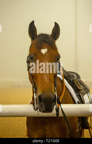 Meydān, Dubaï, USA. Mar 29, 2019. Dubaï, Émirats arabes unis - MARS 29 : Hippodrome Meydan dans l'épais brouillard, le 29 mars 2019 à Dubaï, aux Emirats Arabes Unis. Kaz Ishida/Eclipse Sportswire/CSM/Alamy Live News Banque D'Images