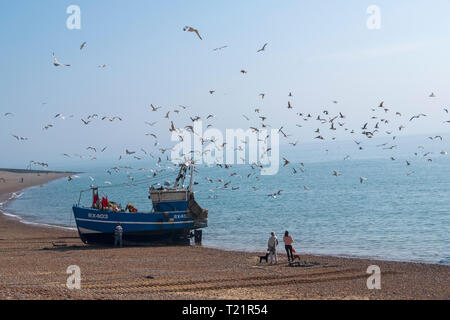 Hastings, East Sussex, Royaume-Uni. Les promeneurs de chiens regardent le bateau de pêche Hastings apporter la prise, dans la brume tôt le matin sur la plage des pêcheurs Old Town stade. Hastings possède la plus grande flotte de pêche commerciale lancée sur la plage en Grande-Bretagne. Mouettes stationnaires pour poissons rejetés. Banque D'Images