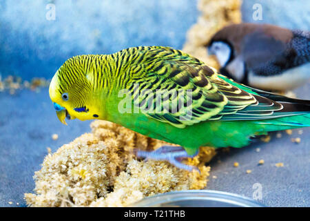 Perruche oiseau perroquet surnommée la perruche ou le parakeet (Melopsittacus undulatus) manger les graines. Banque D'Images