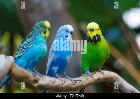 Trois oiseaux perroquets colorés mignon assis sur une branche. Banque D'Images