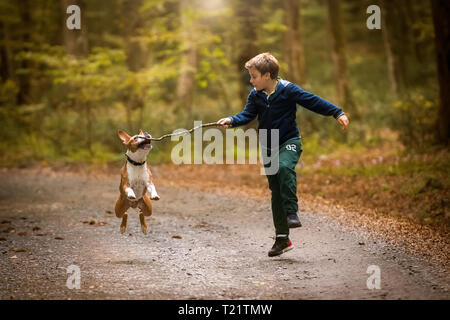 American Staffordshire Terrier puppy playing en forêt avec un enfant Banque D'Images