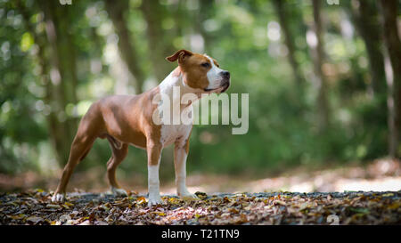 American Staffordshire Terrier puppy jouant dans la forêt. Banque D'Images