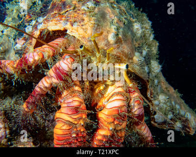 L'Ermite (Aniculus élégant elegans) Banque D'Images