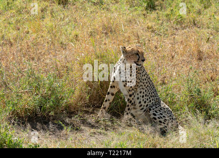 Le guépard, Acinonyx jubatus jubatus, repose dans une petite zone d'ombre après avoir tué une Gazelle de Thomson, Eudorcas thomsonii, in Serengeti National Park, Banque D'Images