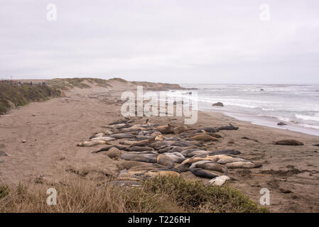 L'Éléphant de Piedras Blancas rookery, sur la côte de la Californie centrale, accueille un nombre massif de la migration des éléphants de mer qui reviennent chaque année. Banque D'Images