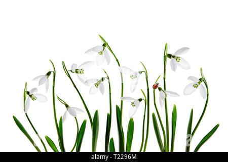 Coccinelle sur un blanc de printemps fleurs snowdrop, sur un fond blanc Banque D'Images