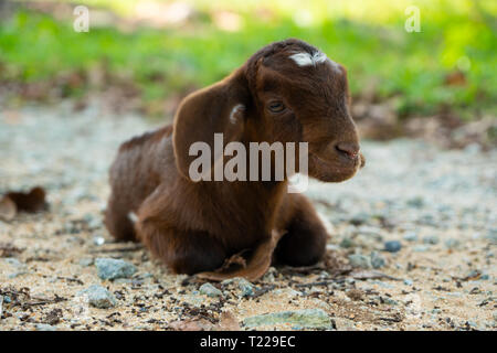 Chèvre bébé/ enfant heureux et détendu se trouve sur le terrain en Natai Phang Nga, Thailande, Asie, Banque D'Images