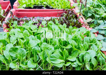 Salade de jeunes plantes à planter dans le potager pour s'ale sur le marché Banque D'Images