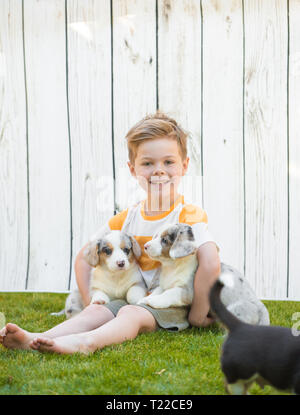 Un petit garçon de cinq ans est assis sur une pelouse entourée de corgi chiots contre une clôture blanche. L'amitié des animaux et des enfants. Banque D'Images