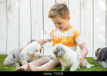 Un petit garçon de cinq ans est assis sur une pelouse entourée de corgi chiots contre une clôture blanche. L'amitié des animaux et des enfants. Banque D'Images