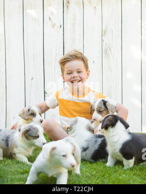 Un petit garçon de cinq ans est assis sur une pelouse entourée de corgi chiots contre une clôture blanche. L'amitié des animaux et des enfants. Banque D'Images