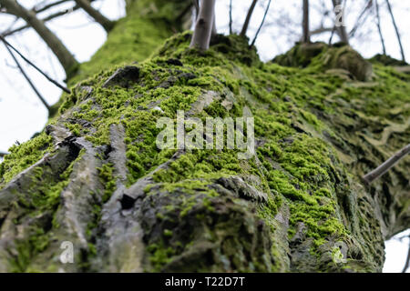 L'angle vue rapprochée de moss growing on tree Banque D'Images