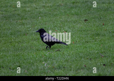 Grand corbeau Corvus corax :. L'intermédiaire d'oiseaux herbe vert vif Banque D'Images