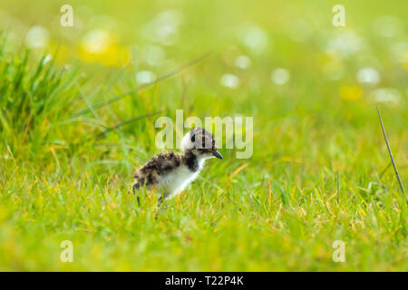 Le nord de sociable Vanellus vanellus petit poussin nouveau-né à la découverte d'une prairie avec des fleurs sur l'arrière-plan dans la saison du printemps. Banque D'Images